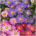 Everwilde Farms - 1/4 Lb Single Mixed China Aster Wildflower Seeds - Gold Vault by Everwilde+Farms