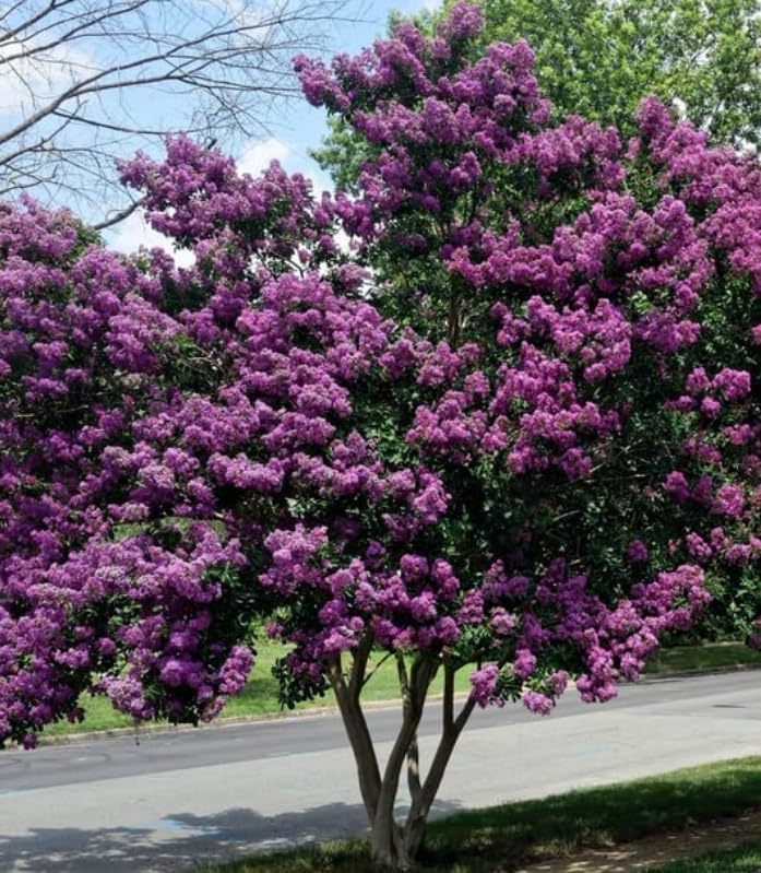 Purple Crape Myrtle Shrub/Tree - 6-12" Tall Live Plant - Image 3