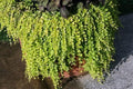 "Creeping Jenny" Lysimachia Groundcover Plant by Unknown