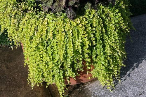 "Creeping Jenny" Lysimachia Groundcover Plant by Unknown