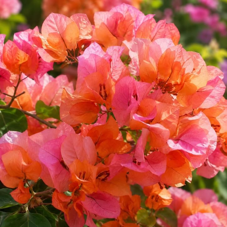 Orange Bougainvillea Plant Live for Planting, Orange Flower Vine Plant, Vibrant Bougainvillea Tree for Home Garden 4 to 6 Inch Tall, No Pot - Image 3