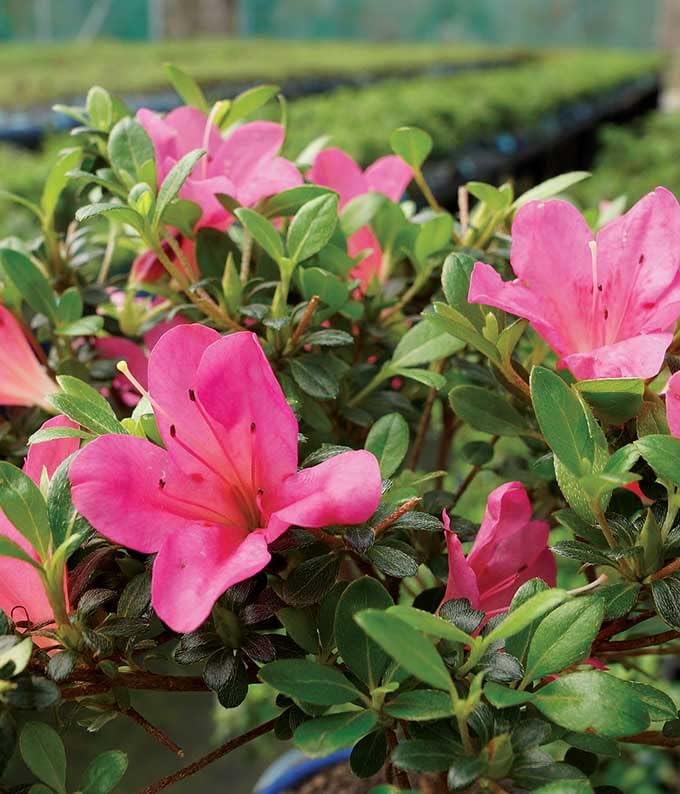 From You Flowers Pink Azalea Bonsai Tree in Ceramic Planter - Live Flowering Bonsai Plant Delivered for Birthday, Anniversary & Home Decor - Image 3
