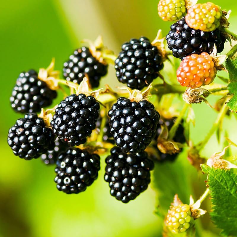 2 Navaho BlackBerry Plants Live, Thornless Fruit Berry Tree, 5-8" Tall by GardenNurserySince1996