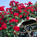 Don Juan Live Rose Plant, Hardy Reblooming Rose Bush, 5-9 Inch Tall by TANKDA