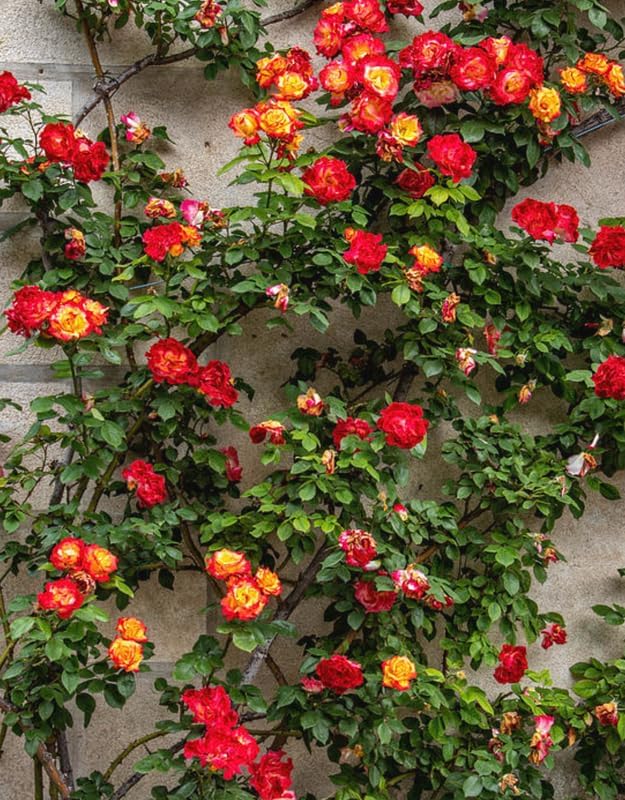 Golden Orange Yellow Roses Live Plant, Hardy Rose, 4-10 Inch Tall - Image 3