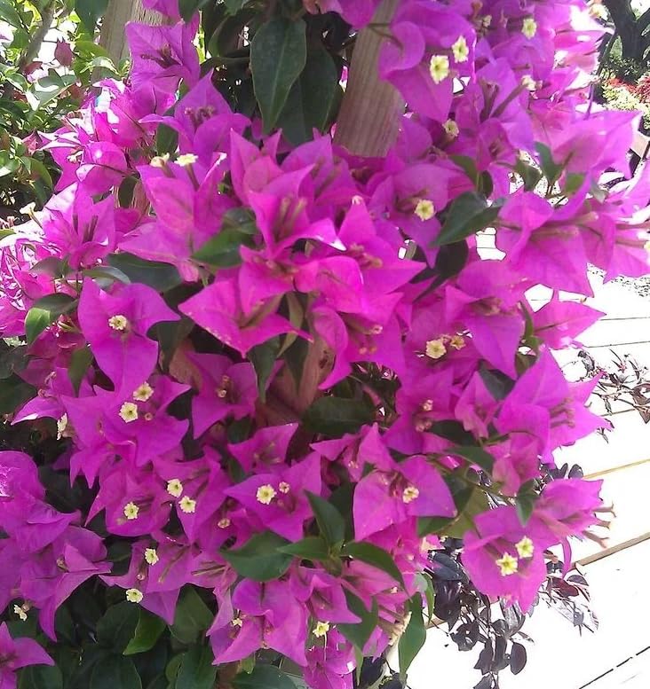Purple Bougainvillea Plants - Live Bougainvillea Glabra Lilac Plants – Pack of 2 – Vibrant Purple Blooms – Hardy Flowering Vine – Ideal for Containers & Trellises – Drought-Tolerant & Low Maintenance - Image 2