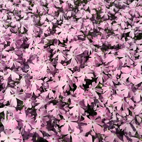 2 Pink Creeping Phlox Live Plants, Perennial Flower Plant, 4-7 Inch Tall - Image 5