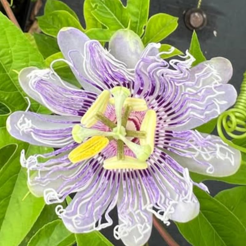 2 Purple Passion Flower Live Plants, Passiflora Vine to Grow 5-7" Tall - Image 3