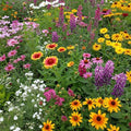 Ferry-Morse Cut Flower Bulk Wildflower Seeds, 280,000+, 1 lb by FerryMorse