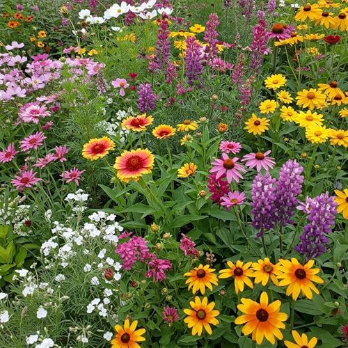 Ferry-Morse Cut Flower Bulk Wildflower Seeds, 280,000+, 1 lb by FerryMorse