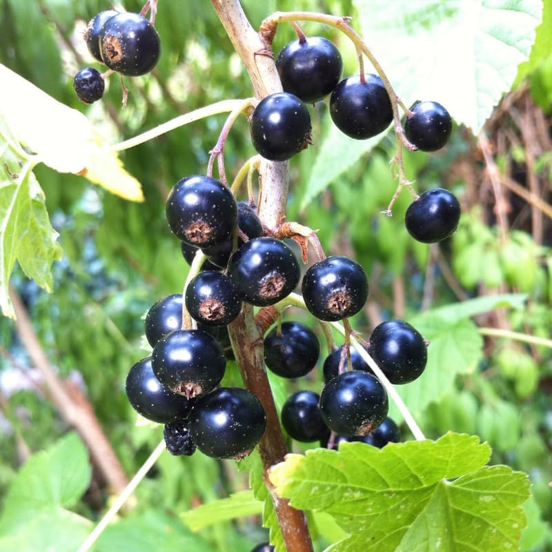 Black Currant Bush Live Plant, Berry Shrub Indoor Outdoor, 5-9 Inch Tall - Image 5