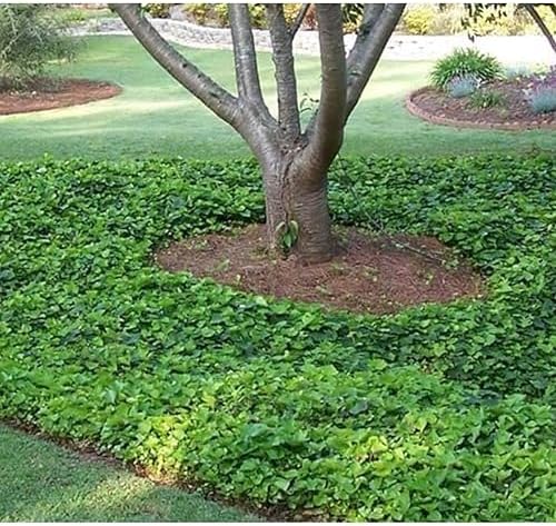 American Plant Exchange English Ivy – Live 4-Inch Potted Trailing Vine, Fast-Growing Air-Purifying Houseplant, Easy-Care Indoor & Outdoor Climbing Ivy for Hanging Baskets - Image 4