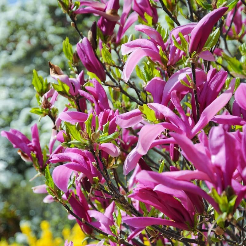 2 Saucer Magnolia Flower Trees Live Plants, Fragrant Bloom Tree - Image 3