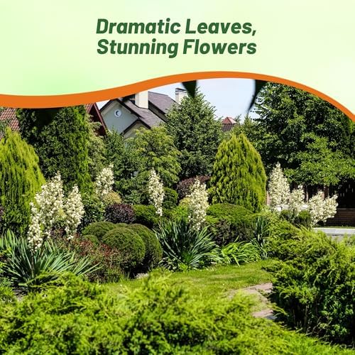 Outsidepride Adam's Needle Yucca Seeds for Planting - 200 Pcs Drought Tolerant Flower Seeds with Evergreen Foliage & Pollinator-Friendly Flowers, for Xeriscaping, Dry or Sandy Landscapes - Image 6