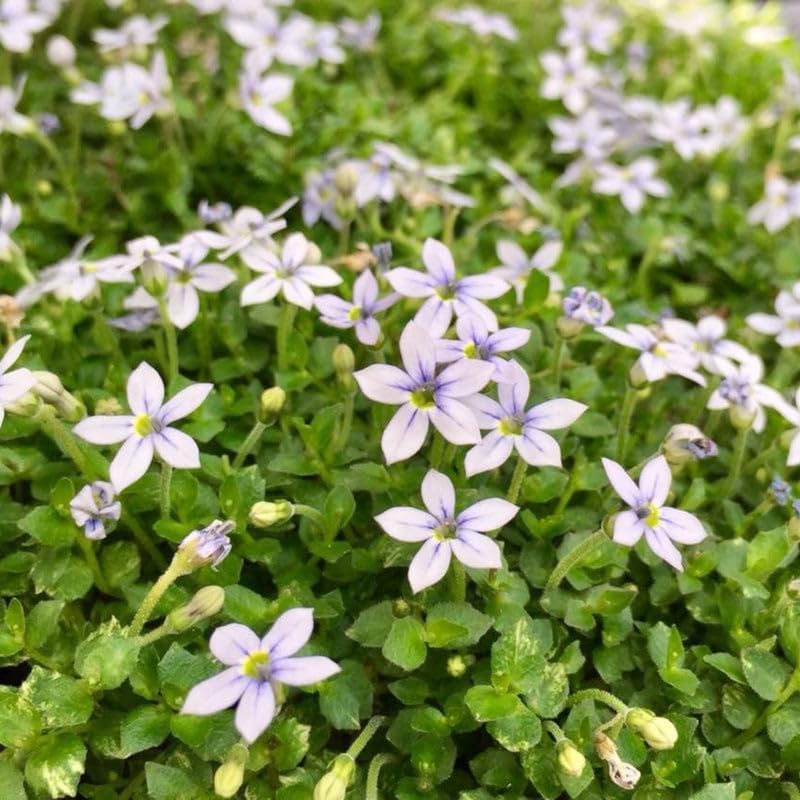 Laurentia Fluviatilis ‘Blue Star Creeper’ – Low-Growing Ground Cover with Soft Blue Flowers, Carpet-Forming Perennial for Pathways & Garden Beds (3.5" Pots/Flats of 18) - Image 3