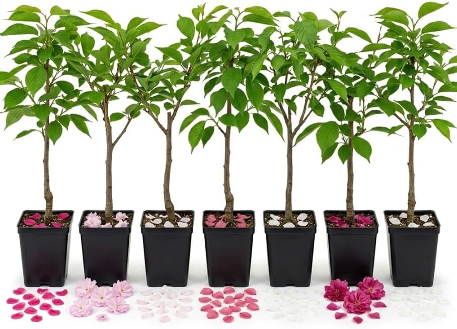 2 Live Flowering Cherry Blossom Trees Assorted Varieties - Random Okame, Double Pink, Yoshino, White Weeping, Snowgoose or Kwanzan Cherry Tree Live Plants 5-12" Tall 3" Pot - Image 4