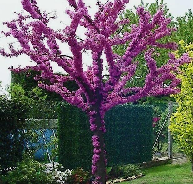 30 Judas Tree Seeds | Flowering Tree Seeds for Planting by CZGrain
