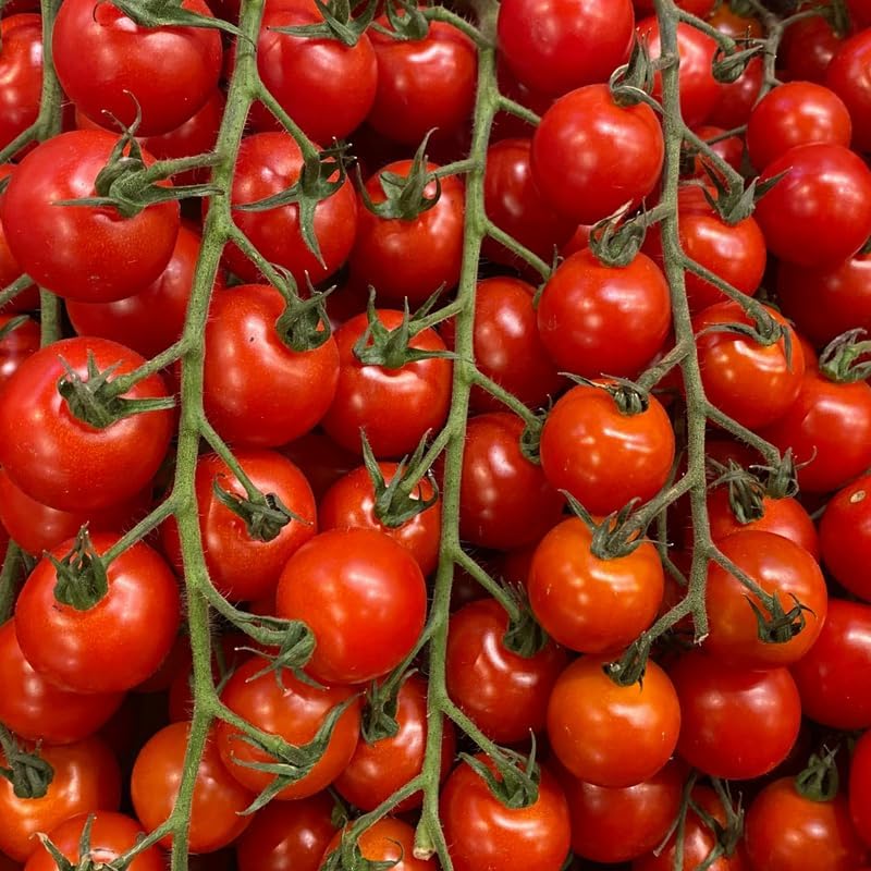 Cherry Tomato Plants Live for Planting, 4 Inch Pot - Image 7