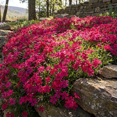 3 Red Creeping Phlox Plants, Perennial Ground Cover 4-6 Inches - Image 3