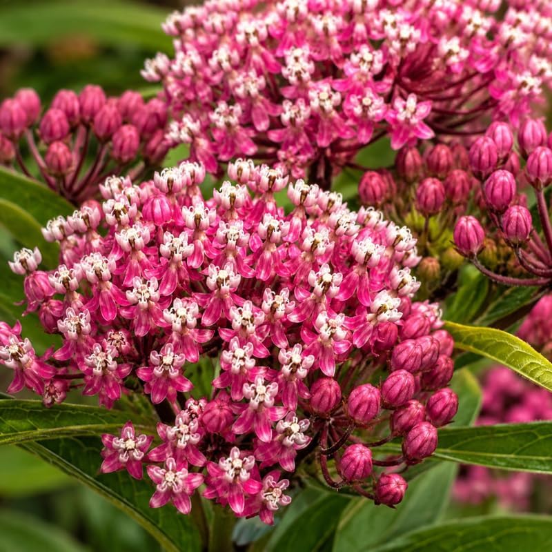 Milkweed Plants Live, Purple Swamp Milkweed Plants, 4-6 Inch Tall - Image 2