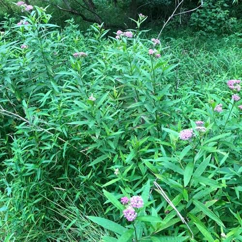 Swamp Milkweed 'Pink Rose Milkweed' (Asclepias incarnata) in 2.5 inch Pot - Live Starter Plant - Certified Organic - Pollinator Friendly - Image 6