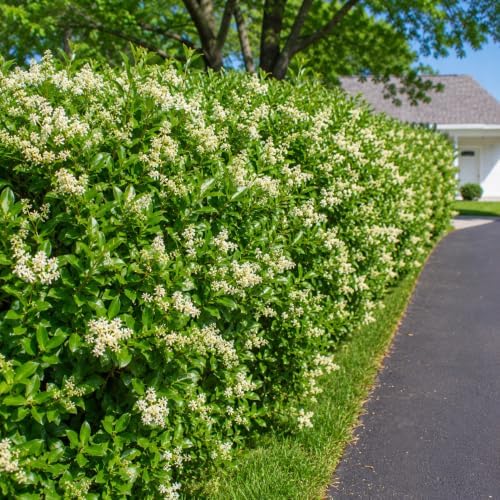 5 Wax Leaf Privet Shrubs - 6-10" Tall Live Plants - Quart Pots - Image 3