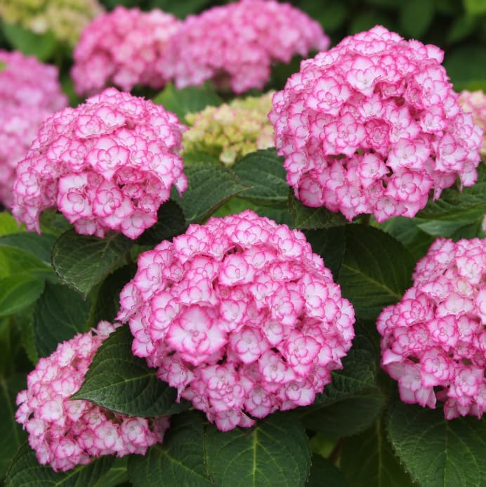 Dwarf Hydrangea Live Plant, White Pink Flowering Shrub Plant, Perennial Hydrangea for Indoor, Outdoor Garden 4 to 6 Inch Tall - Image 6