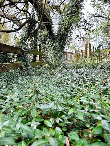 Asiatic Jasmine Live Plants, 3 inch Pot, Evergreen Ground Cover 18 Count - Image 5