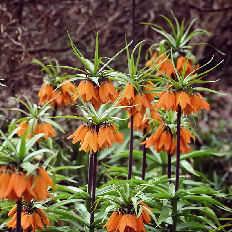 Aurora Orange Fritillaria Flower Bulb - Deer Resistant - Naturalizing - Perennializing - Easy to Grow Live Plants - Outdoor Garden - Image 3