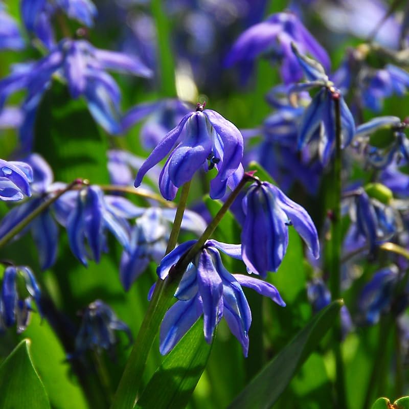 Siberian Squill or Scilla Flower Bulbs - 25 Bulbs per Pack - Pleasantly Scented - Deer Resistant - Naturalizing - Perennializing - Easy to Grow Live Plants - Outdoor Garden - Image 3