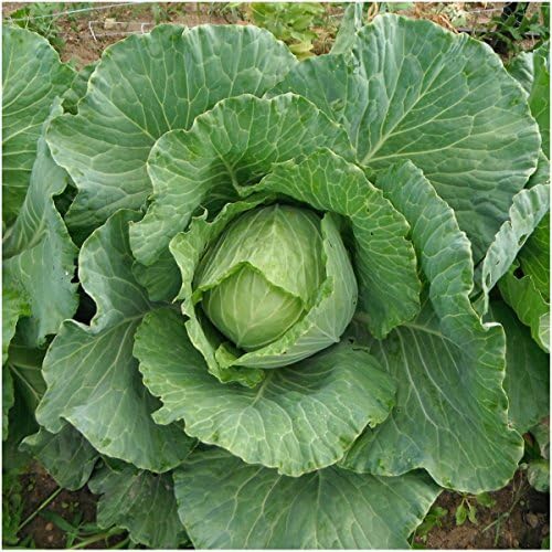 Seed Needs Copenhagen Market Cabbage Seeds to Plant Heirloom 1 Pack - Image 2