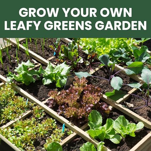 Leafy Greens Seeds | 10 Individual Packs | 2026 Season | Non-GMO | Lettuce, Kale, Spinach, Arugula & More! | for Planting Indoor & Outdoor | by Family Sown - Image 5