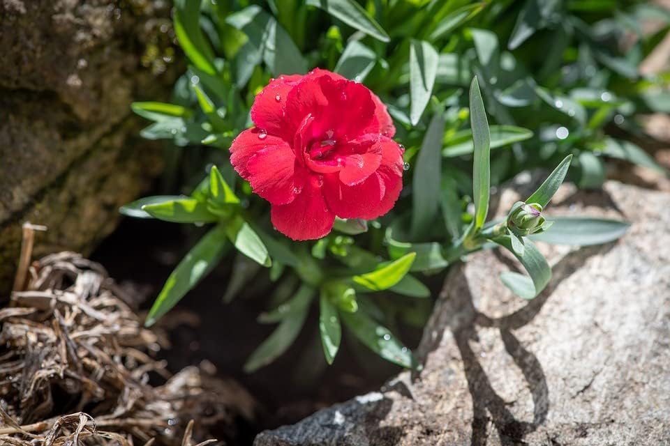 Greenwood Nursery: Live Perennial Plants - Frosty Fire + Dianthus Allwoodii - [Qty: 1x Pint Pot] - (Click for Other Available Plants/Quantities) - Image 2