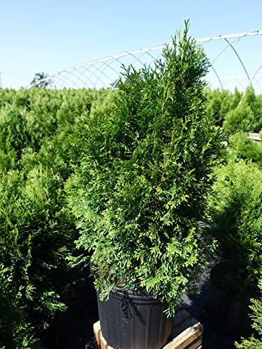 Live Plant Green Promise Farms, Thuja occidentalis 'Smargd' Emerald Green Arborvitae #3 Size Container, Evergreen - Image 5