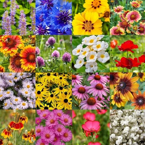 Midwestern Wildflower Seed Mix – 16 Annual & Perennial Wildflower Species – Pollinator Friendly Meadow Seed Blend for Naturalized Landscapes - 1/8lb Covers 250sq-ft - Image 7