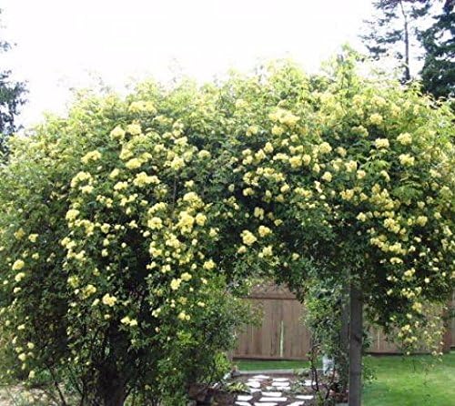 Lady Banks Yellow Climbing Rose - Live Plant - Quart Pot - Image 2