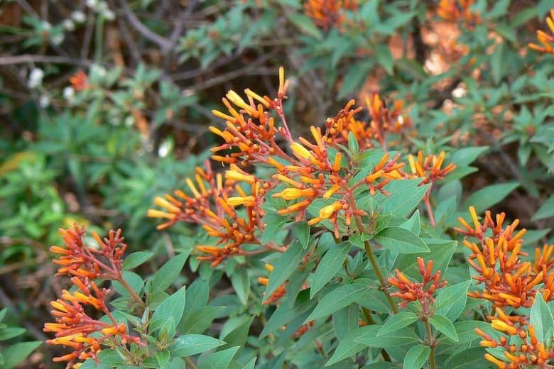 Mexican Firebush Live Plants (5-9") - Pack of 2 (Two) - Hamelia Patens Hummingbird Bush - Firecracker Shrub - Non-Stop Orange Blooms - Heat Tolerant Perennial Shrub - Fast Growing Pollinator Magnet - Image 4