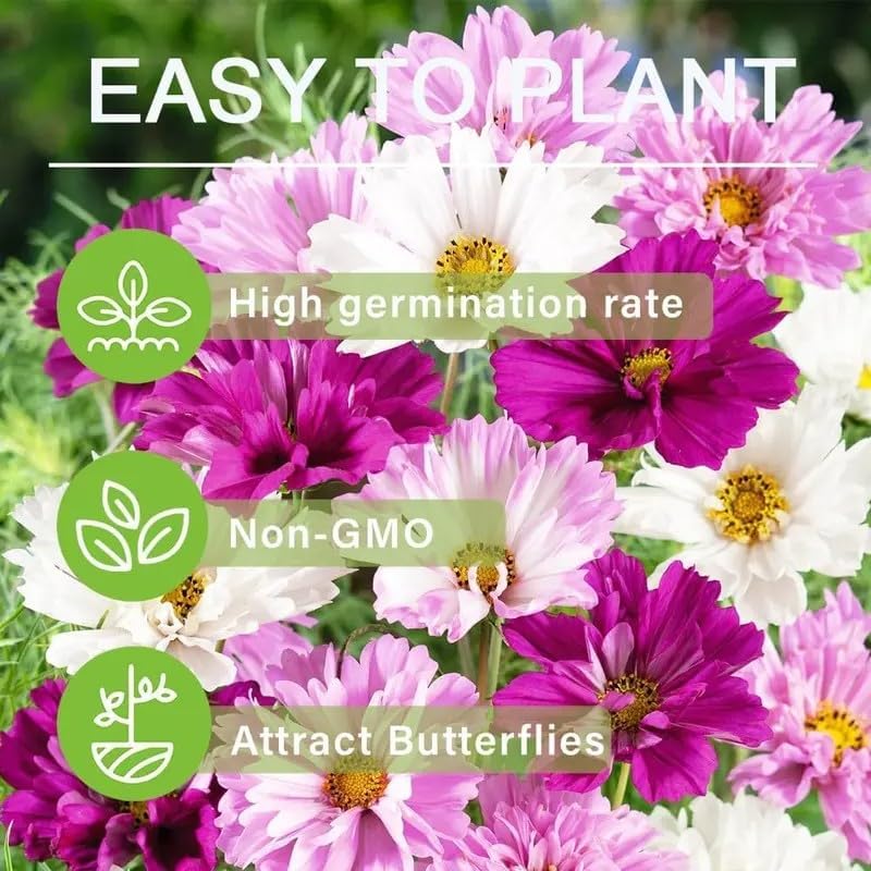 1000 Double Cosmos Seeds for Planting – Fully Double Blooms, Mixed Colors, Open-Pollinated Annual Wildflowers, Attract Butterflies & Bees, Cut Flower & Garden Bedding Use - Image 5