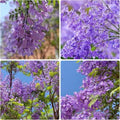 110+ Jacaranda Tree Seeds for Planting – Exotic Purple Blue Blooming Ornamental Tree, Fast Growing, Drought Tolerant, Ideal for Outdoor Gardens, Landscapes & Bonsai, Easy Growing Non-GMO by BuggyBeds