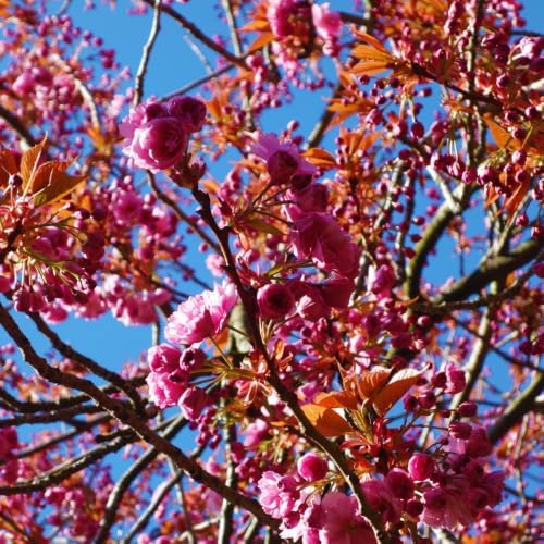 Live Eastern Redbud Tree for Planting, 6-10 Inch Tall in Quart Pot, Beautiful Ornamental Redbud for Home, Garden, Yard & Outdoor Landscaping, Low-Maintenance, Easy-Grow Starter Plant - Image 5