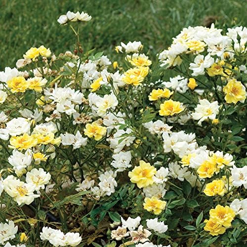 Perfect Plants Lemon Drift Rose Live Plant, 1 Gallon, Yellow Bush - Image 6
