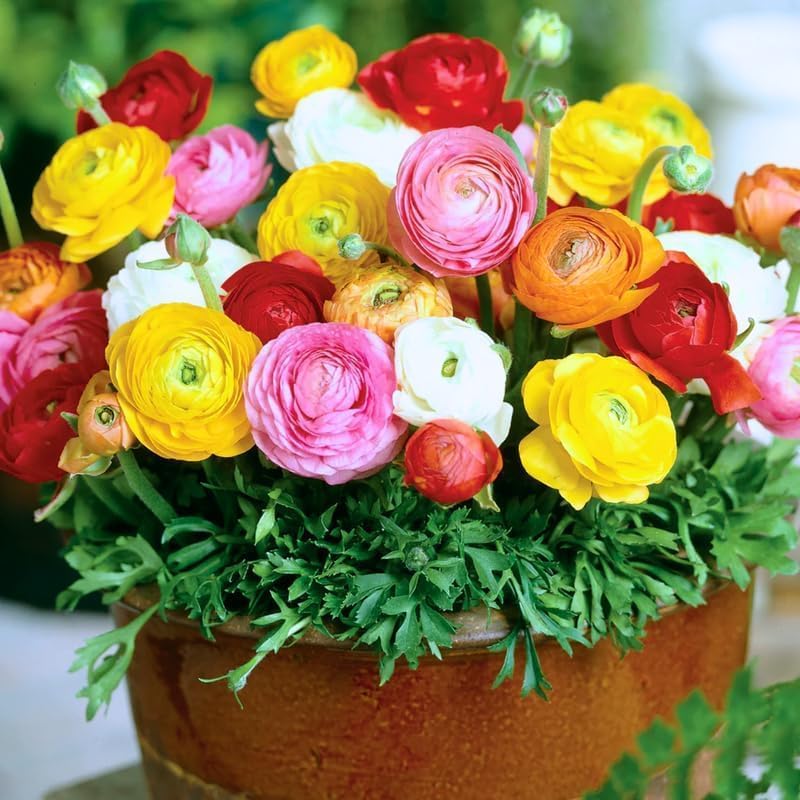 25 Mixed Ranunculus Bulbs for Planting, Peony Perennial Flower - Image 2