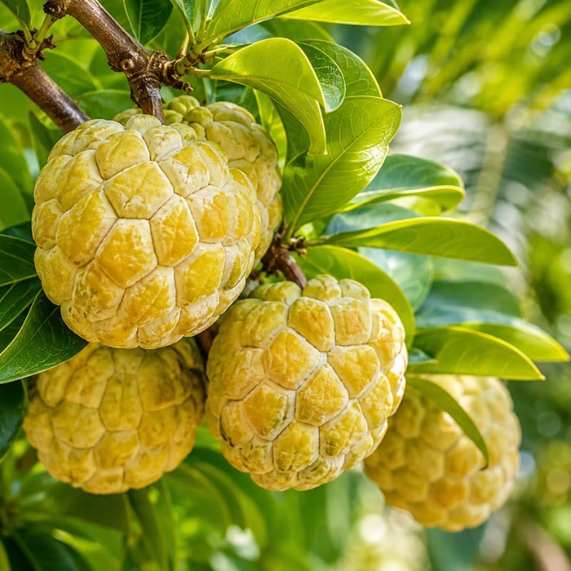 Yellow Sugar Apple Fruit Tree, 2-3 Ft Tall, 3 Gallon Pot, Hardy Tropical Fruit Plant for Landscape, Backyard Orchard and Outdoor Garden (No Ship to CA, HI, AK) - Image 4