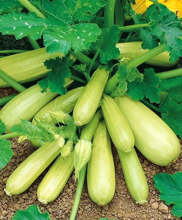 Seeds Zucchini Courgette Squash Bush Type 36 Days Heirloom Vegetable for Planting Non GMO by SeedsUA