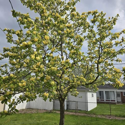 Yellow Magnolia Tree Live Plant, Blooming Shrub, 4-8 Inch Tall - Image 5