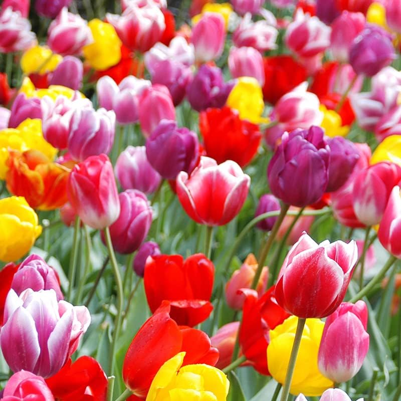 100-Pack Mixed Tulip Flower Bulbs – Bulk Pack of Colorful Tulips for Spring Blooms – Easy Fall Planting - Plant in Gardens, Borders & Flowerbeds - Bulb Size 11/12cm - Willard & May by WillardMay