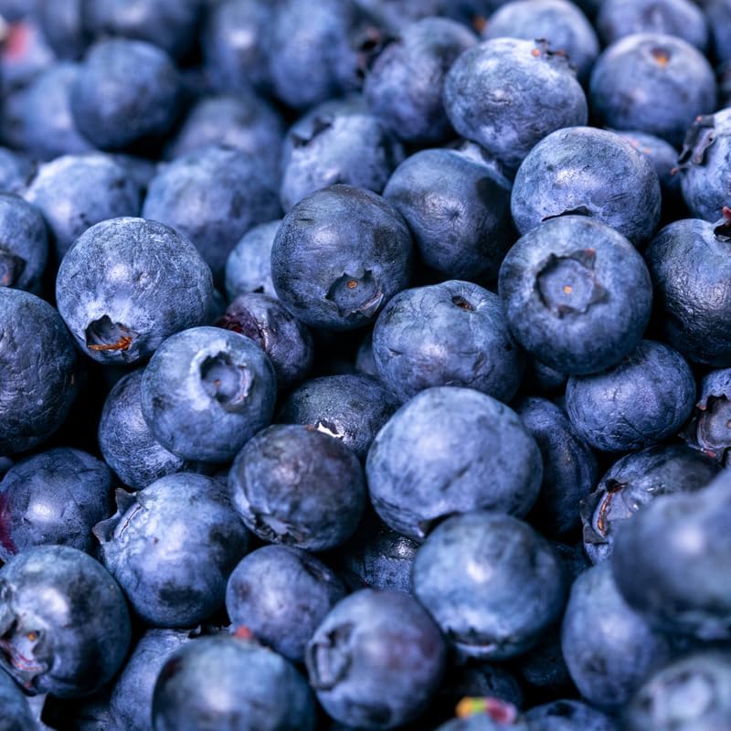 2 Sweet Blueberry Live Plants, Sweet Fruit Seedling, 5-12 Inch Tall - Image 2