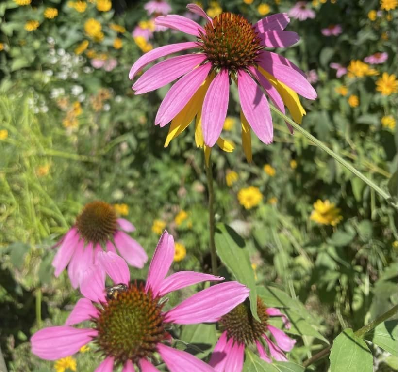 6 Purple Coneflower (Echinacea purpurea) Outdoor Native Plant Plugs in Individual pots, Direct from Grower, no neonicotinoids, Supports pollinators - Image 7