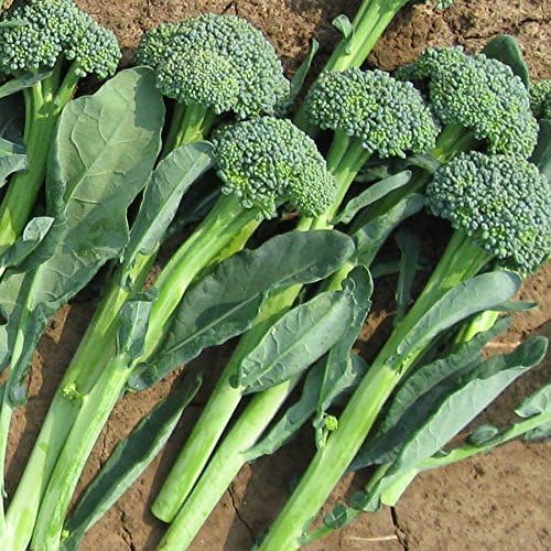Park Seed Variety of Broccoli Plant Seeds, Artwork Hybrid, Pack of 100 - Image 2