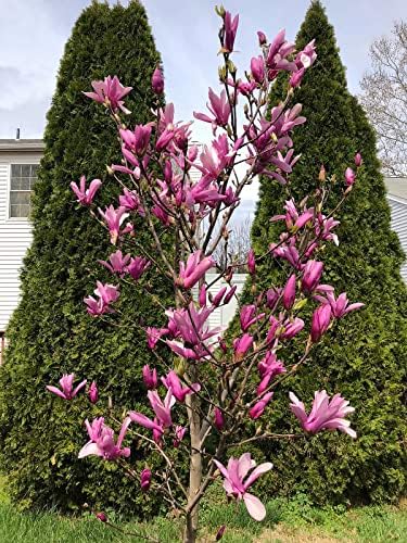 Ann Magnolia - Tulip Tree - Live Plant Shipped 2-3 Feet Tall by DAS Farms - Image 7
